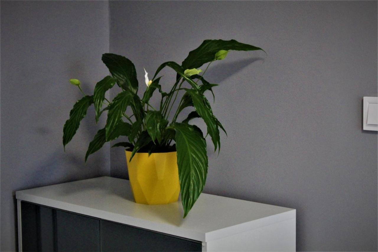 Apartament Przy Arsenale Wroclaw Bagian luar foto